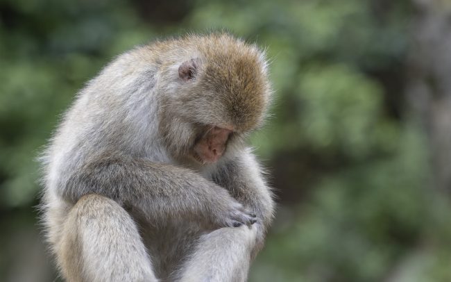 Cercopithécidés, Faune, Macaque japonais, Mammalia, Mammals, Mammifères