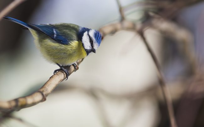 Aves, Birds, Cyanistes caeruleus, Eurasian Blue Tit, Faune, Mésange bleue, Oiseaux, Paridae, Paridés, Passériformes