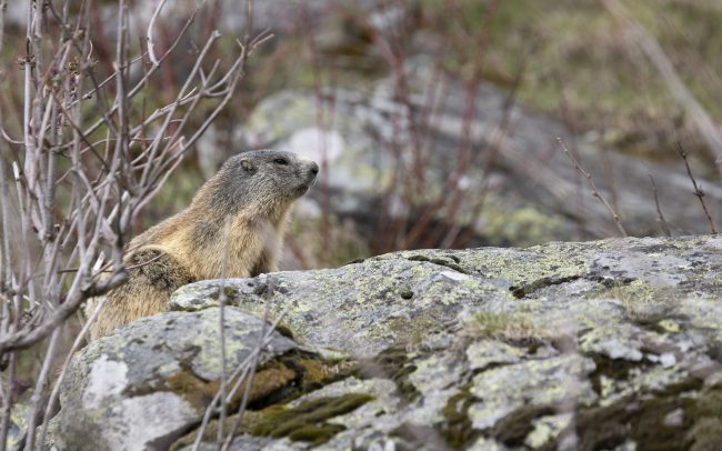 Alpine Marmot, Faune, Mammalia, Mammals, Mammifères, Marmota marmota, Marmotte, Marmotte des Alpes, Montagne, Paysage, Rodentia, Rongeurs, Sciuridae, Sciuridés