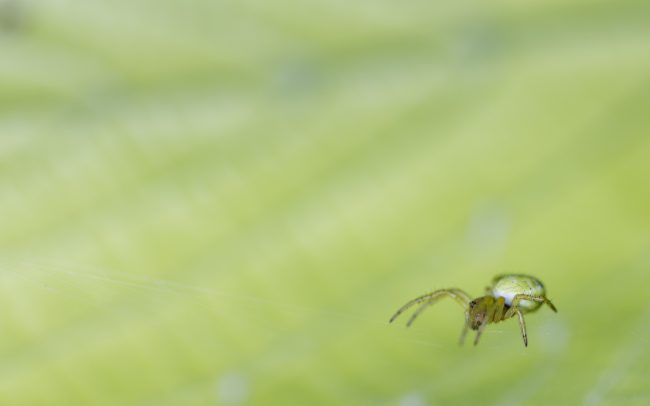 Animaux, Araignée, Araniella cucurbitina, Faune & Flore (Autre), Insectes