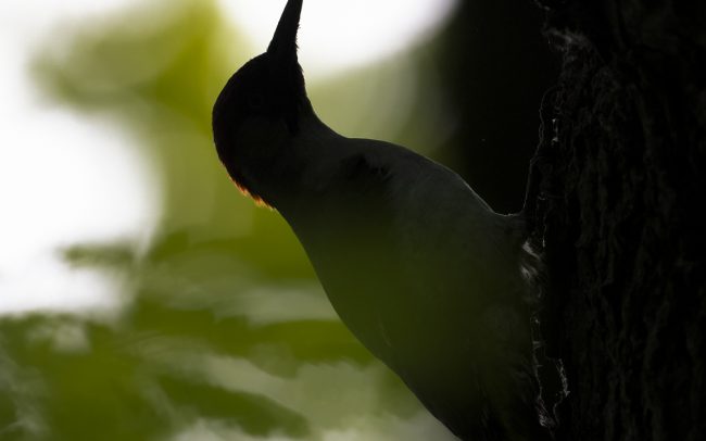 Aves, Birds, European Green Woodpecker, Faune, Oiseaux, Pic vert, Picidae, Picidés, Piciformes, Picus viridis