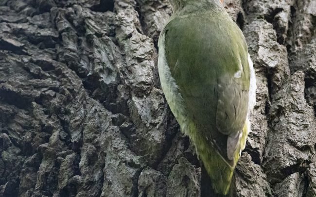 Aves, Birds, European Green Woodpecker, Faune, Oiseaux, Pic vert, Picidae, Picidés, Piciformes, Picus viridis