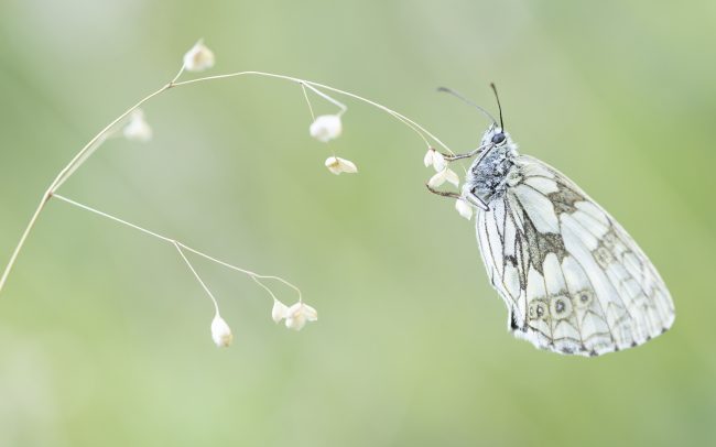 Demi-deuil, Faune, Melanargia galathea (Linnaeus, 1758), Montagne, Nymphalidae, Papillon de jour, Paysage, Rhopalocères, Satyrinae