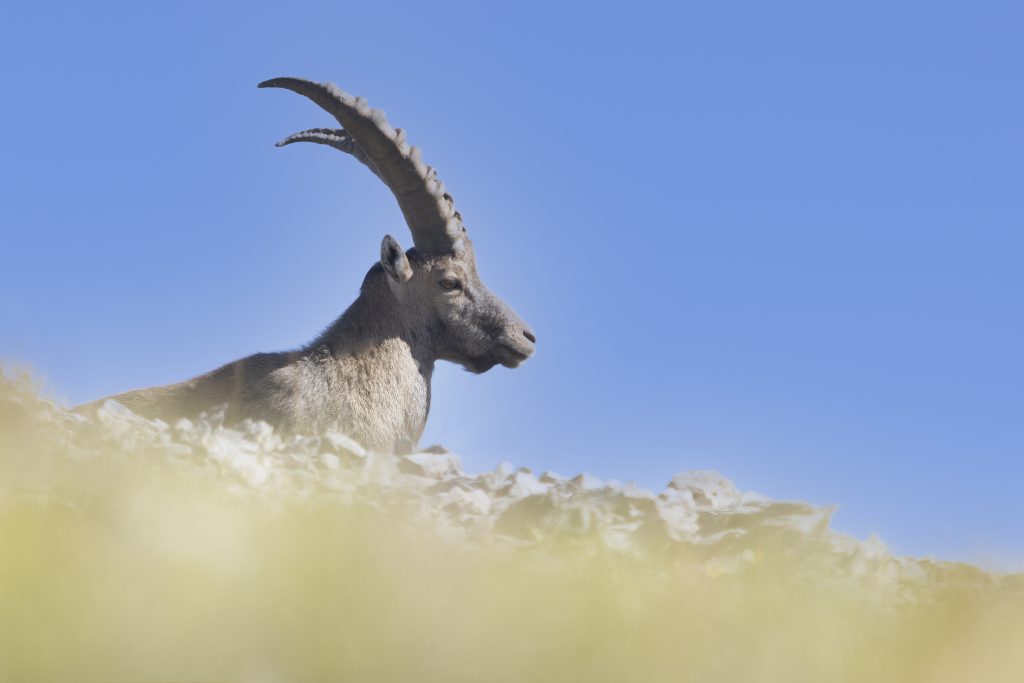 Alpine Ibex, Artiodactyla, Artiodactyles, Bouquetin, Bouquetin des Alpes, Bovidae, Bovidés, Capra ibex, Faune, Mammalia, Mammals, Mammifères, Montagne, Paysage