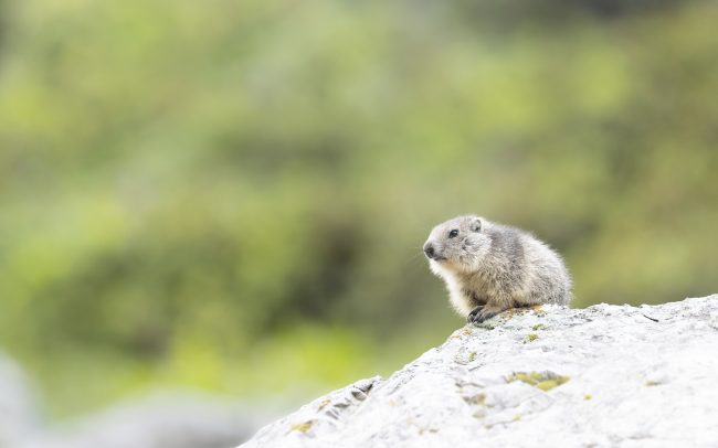 Alpine Marmot, Faune, Mammalia, Mammals, Mammifères, Marmota marmota, Marmotte, Marmotte des Alpes, Montagne, Paysage, Rodentia, Rongeurs, Sciuridae, Sciuridés